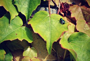 Grøn flue på grønt blad
